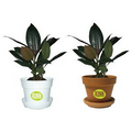 Tropical Plant / Ficus in Pot